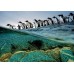 Clementoni Puzzle National Geographic - Gentoo Penguins